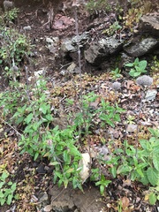 Monardella hypoleuca hypoleuca