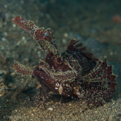 Pteroidichthys amboinensis