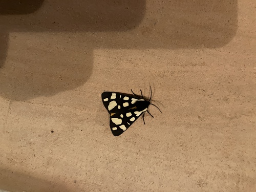 Cream-spot Tiger