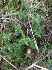 Monardella hypoleuca hypoleuca
