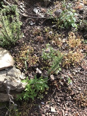 Monardella hypoleuca hypoleuca