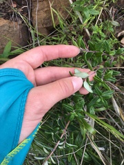 Monardella hypoleuca hypoleuca