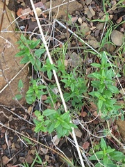 Monardella hypoleuca hypoleuca