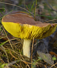 Phylloporus clelandii