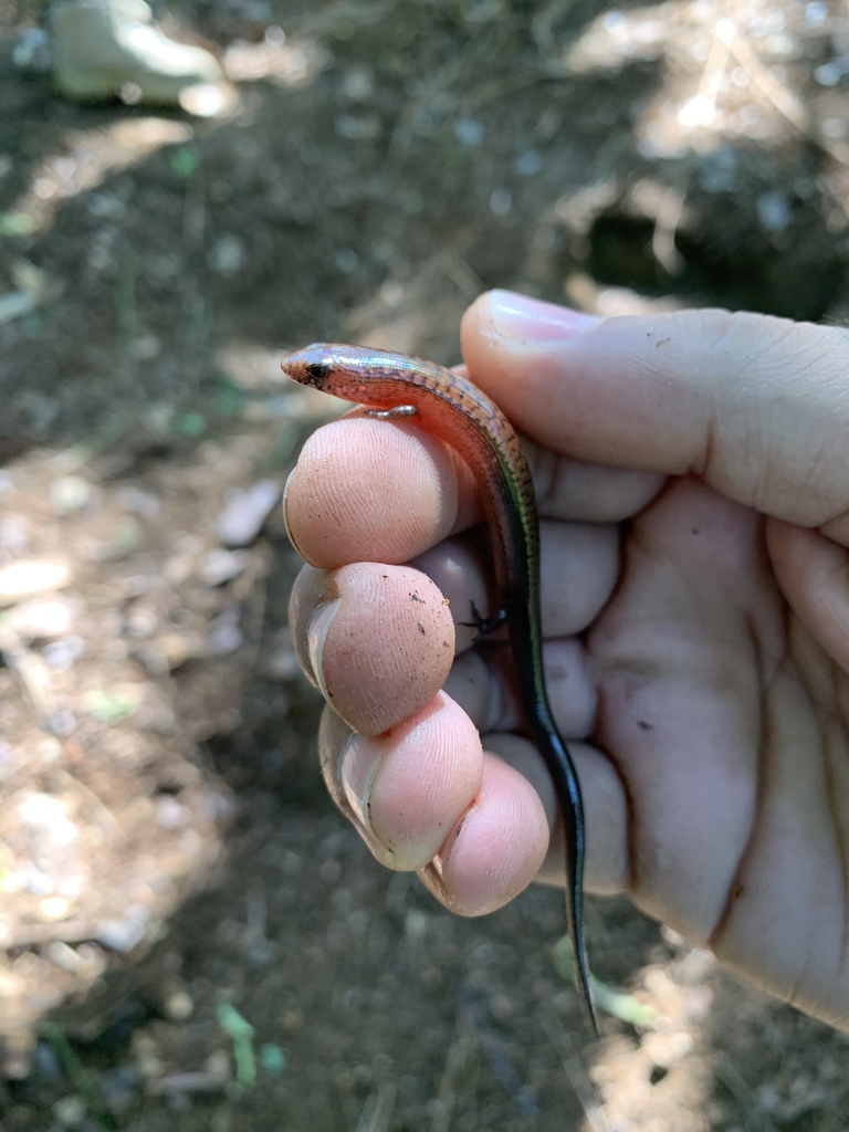 Puerto Rican Galliwasp