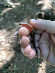 Puerto Rican Galliwasp photo 1