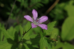 Geranium maximowiczii