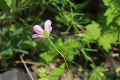 Geranium maximowiczii