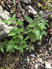 Monardella hypoleuca hypoleuca