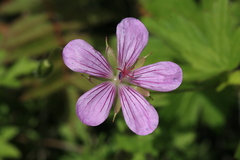 Geranium maximowiczii