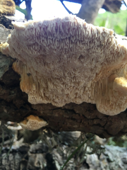 Gloeophyllales