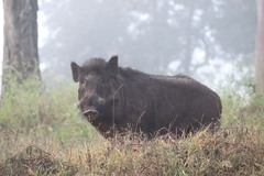 Sus scrofa cristatus