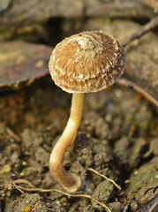 Psathyrella pennata