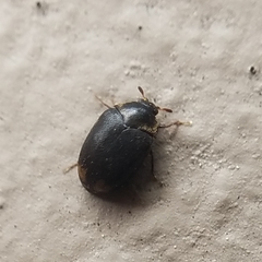 Cryptorhopalum apicale