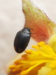 Cryptorhopalum apicale