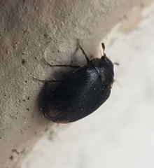 Cryptorhopalum apicale