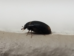 Cryptorhopalum apicale