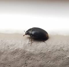 Cryptorhopalum apicale