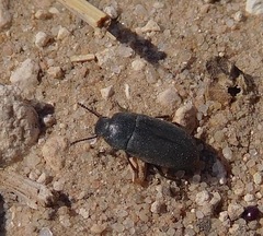 Blapstinus