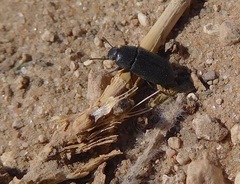 Blapstinus