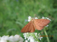 Idaea serpentata