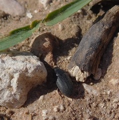 Blapstinus
