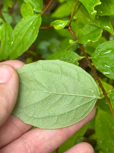 Philadelphus inodorus, photograph 2