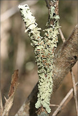 Flavoparmelia rutidota