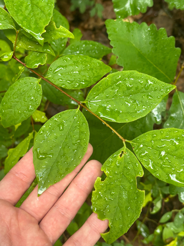 Philadelphus inodorus, photograph 1
