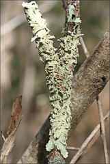 Flavoparmelia rutidota