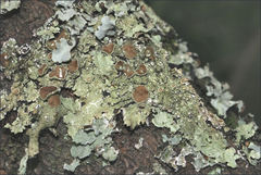Flavoparmelia rutidota