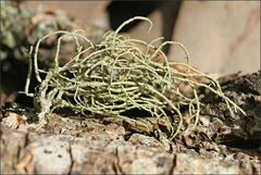 Usnea inermis
