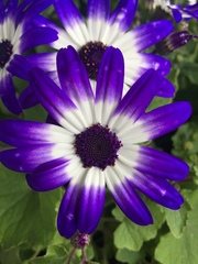 Pericallis × hybrida