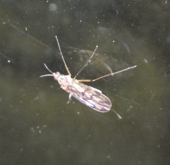 Anisopodidae