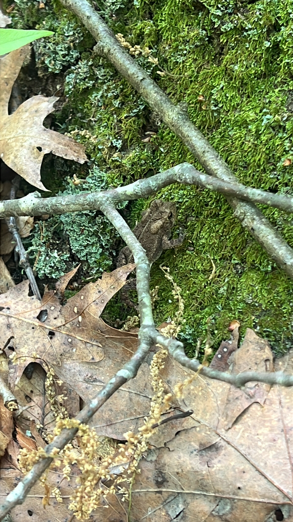 American Toad