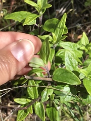 Monardella hypoleuca hypoleuca