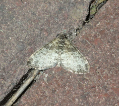Lobophora halterata