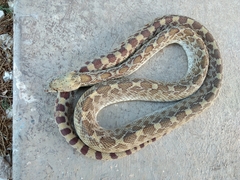 Pituophis catenifer