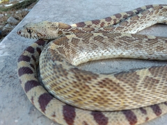 Pituophis catenifer