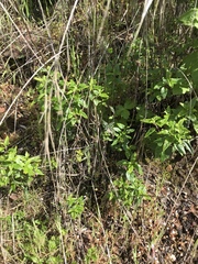 Monardella hypoleuca hypoleuca
