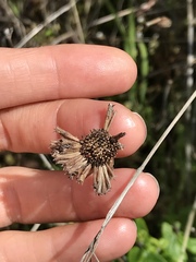 Monardella hypoleuca hypoleuca