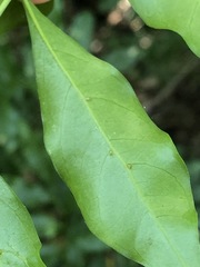 Toechima tenax