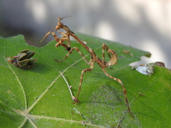 Pseudovates paraensis