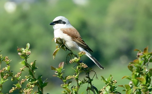 Alcaudón dorsirrojo (Lanius collurio)