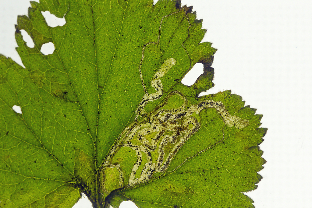 Water-avens Pigmy