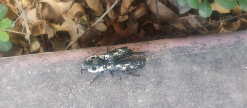 Texas Eyed Click Beetle