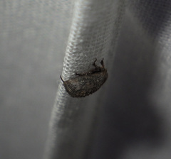 Trox scaber