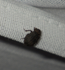 Trox scaber