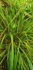 Carex forsteri