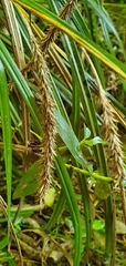 Carex forsteri